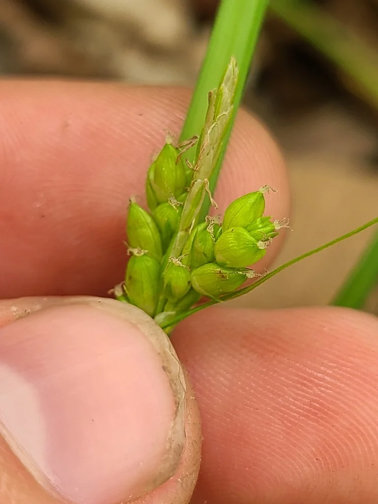 Carex Amphibola