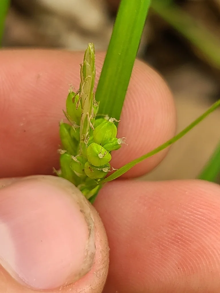 Carex Amphibola