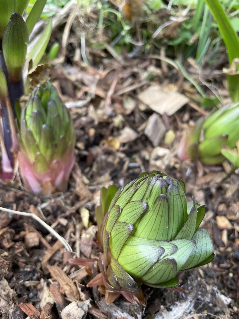 Hyacinthus Orientalis