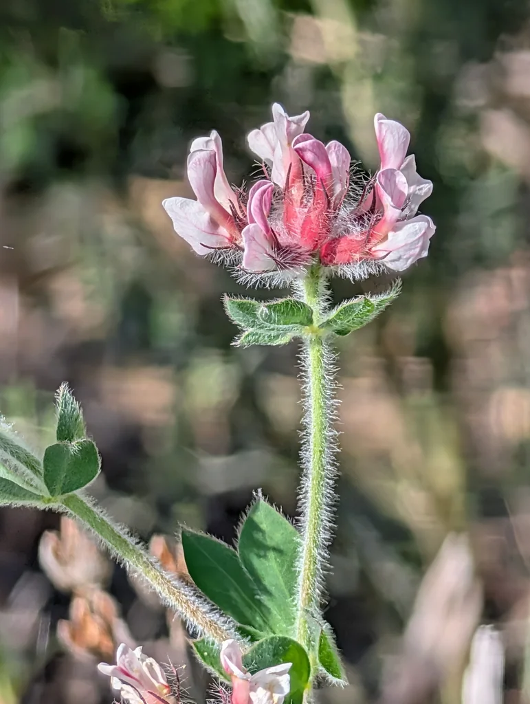 Dorycnium Hirsutum