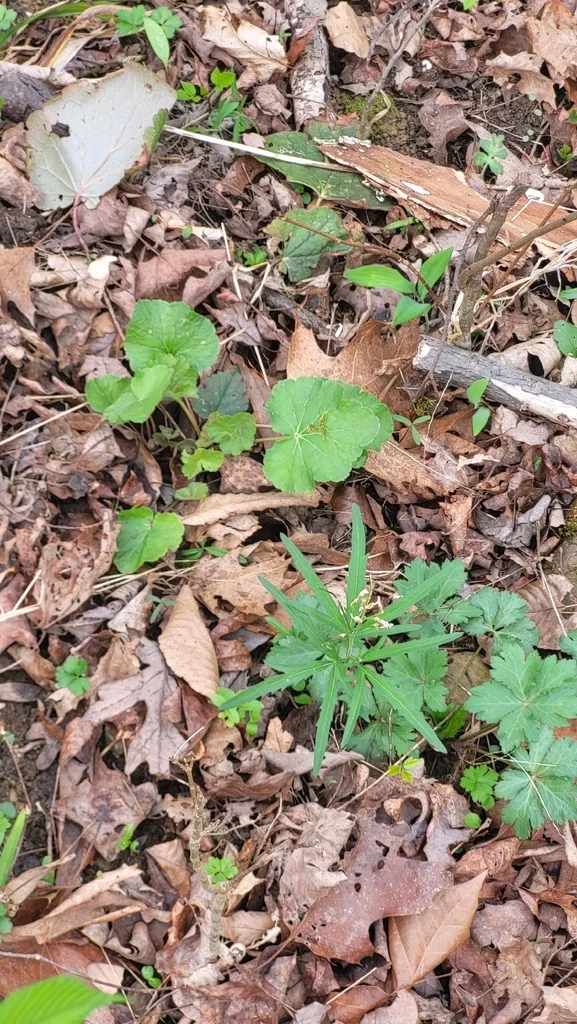 Heuchera Americana