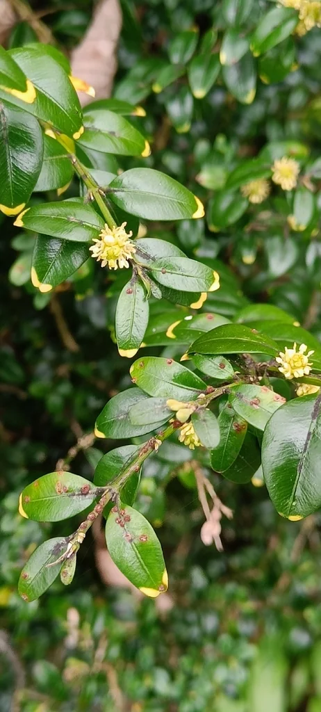 Buxus sempervirens