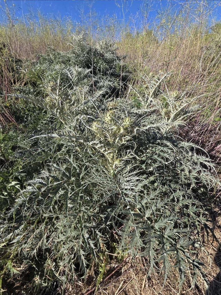 Cynara cardunculus