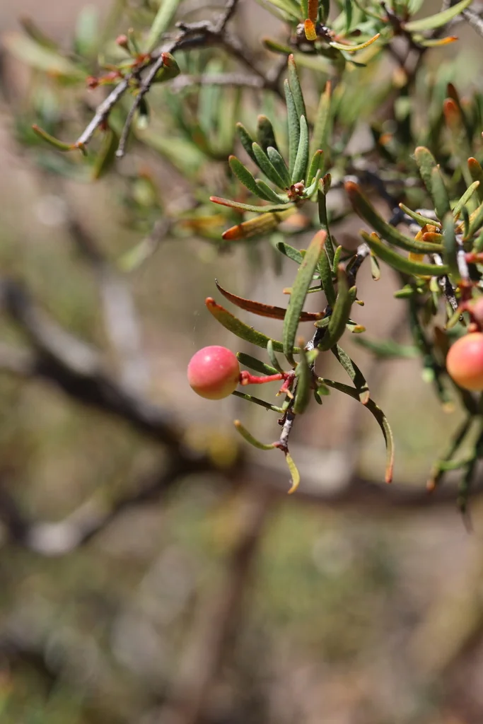 Cneoridium Dumosum
