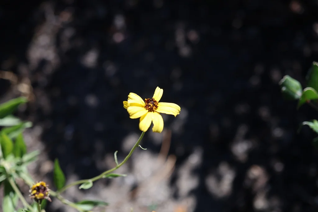 Encelia californica