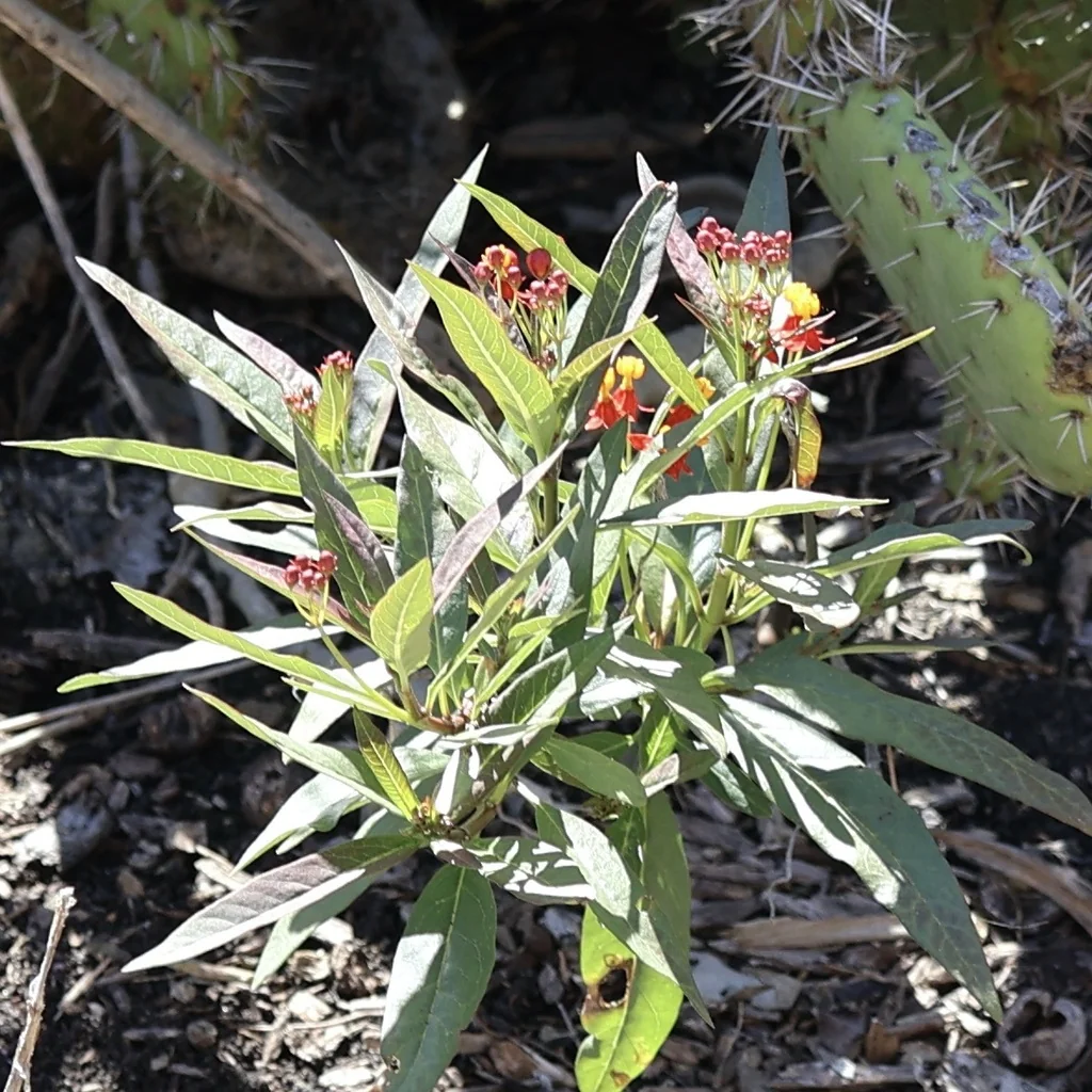 Asclepias Curassavica