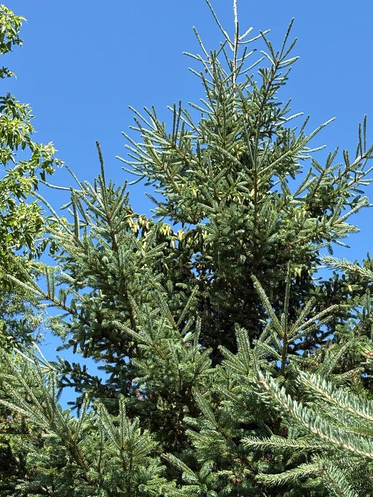 Picea Glauca