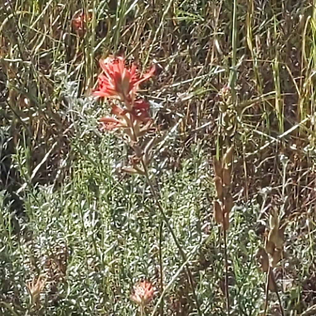 Castilleja Affinis