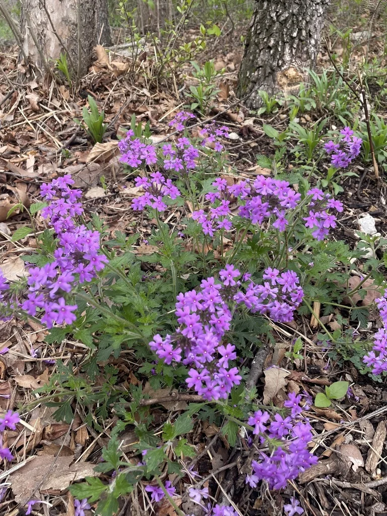 Verbena Canadensis