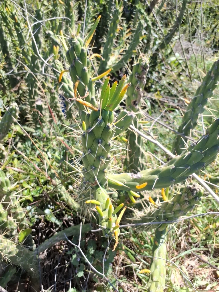 Opuntia Subulata