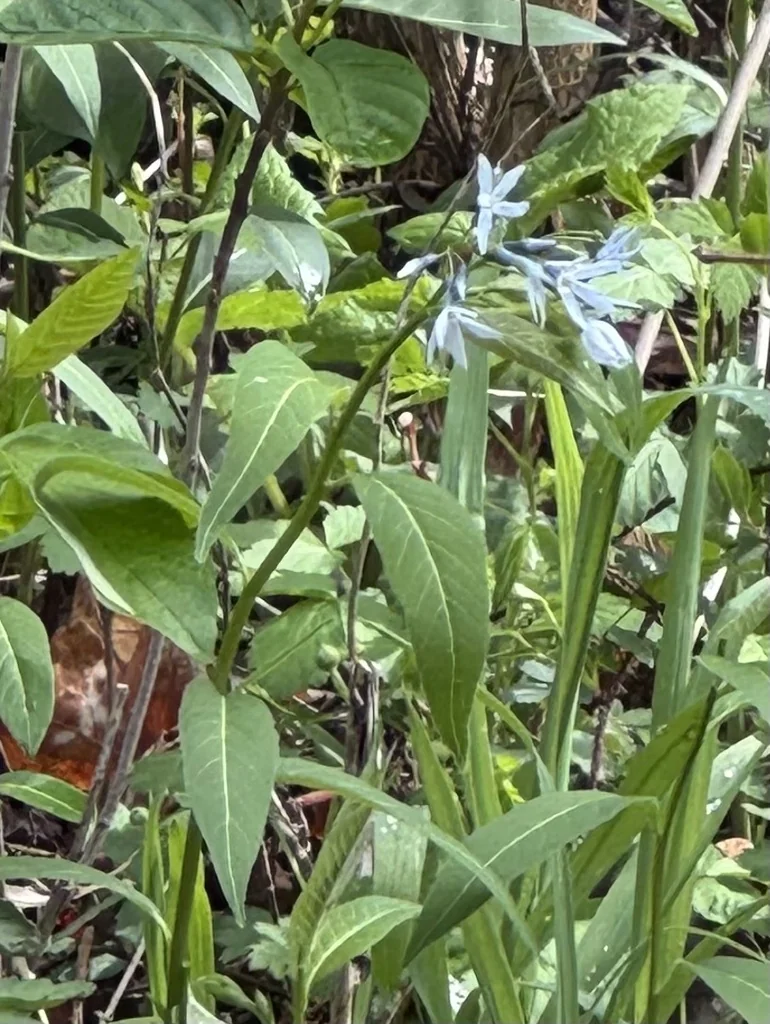 Amsonia tabernaemontana