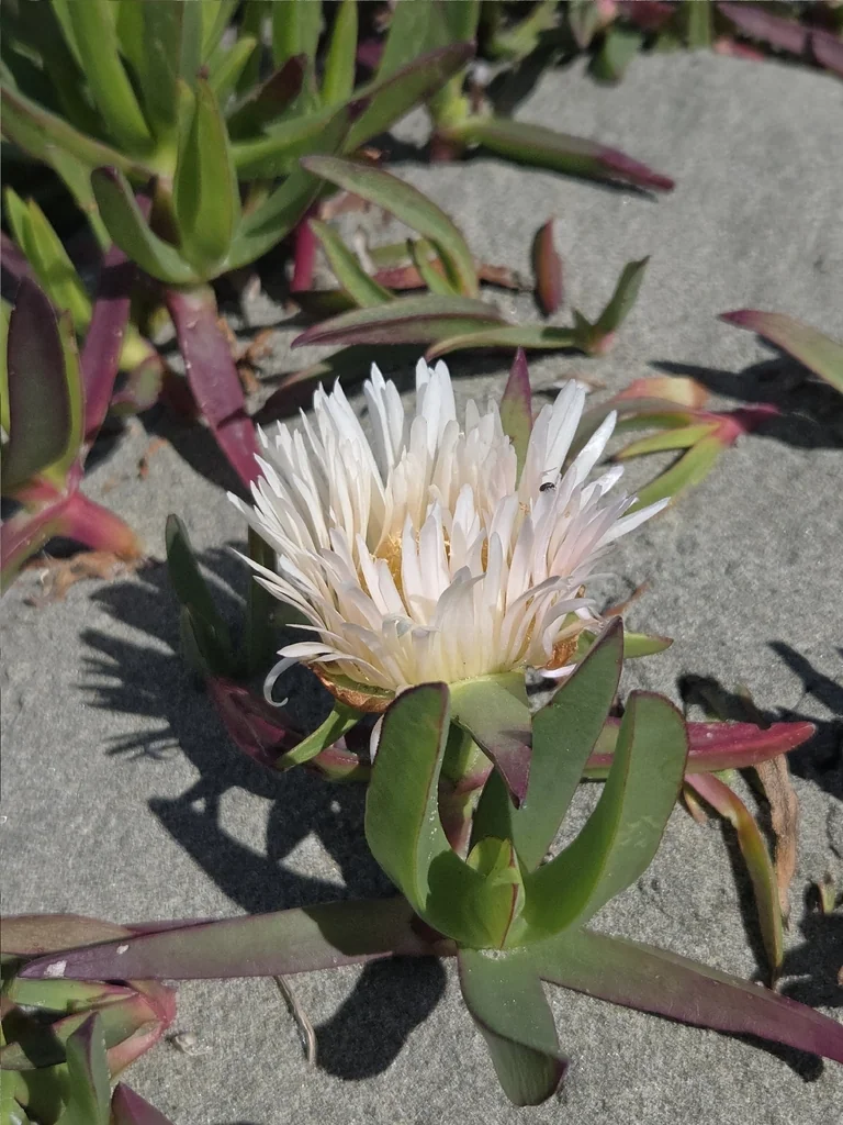 Carpobrotus Edulis