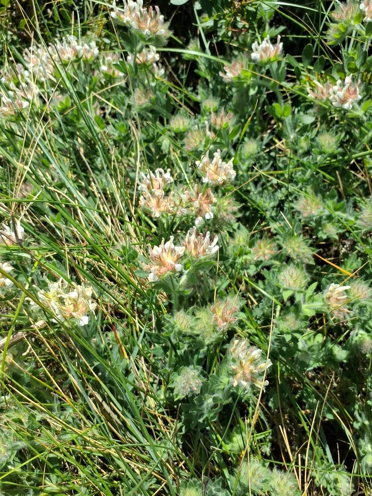 Dorycnium Hirsutum