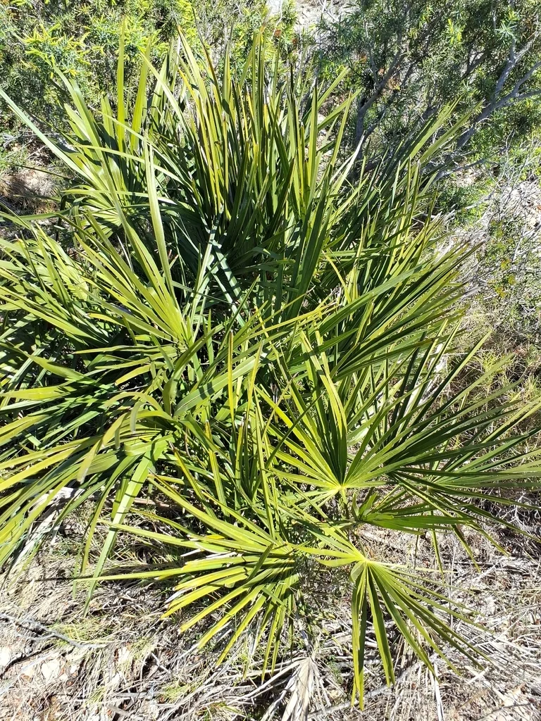 Chamaerops Humilis