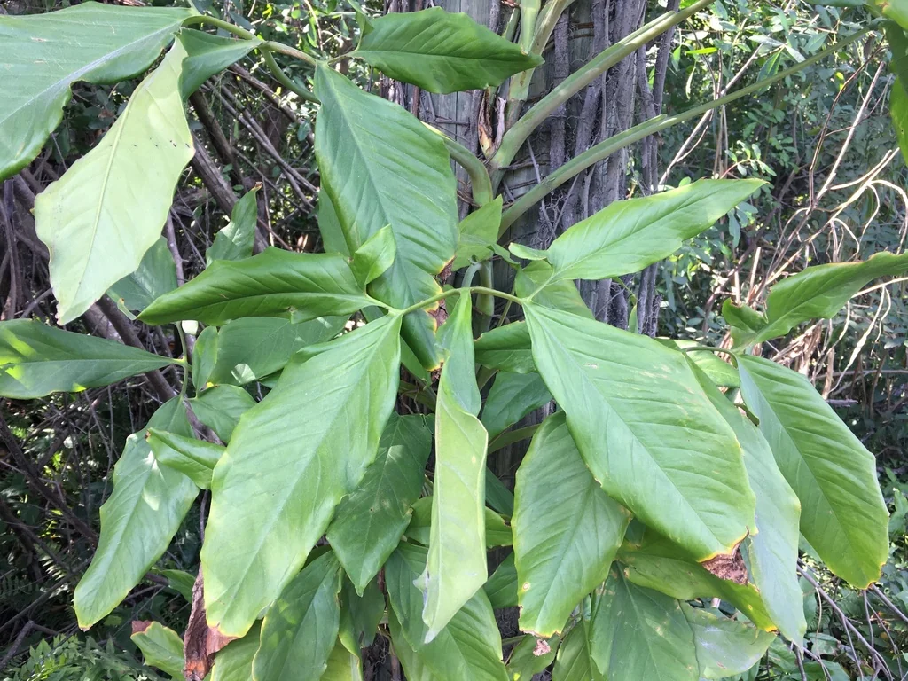 Syngonium podophyllum