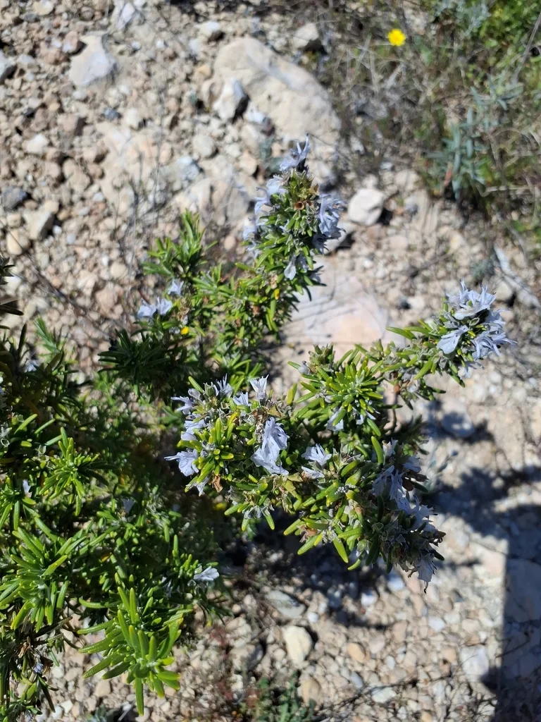 Rosmarinus Officinalis