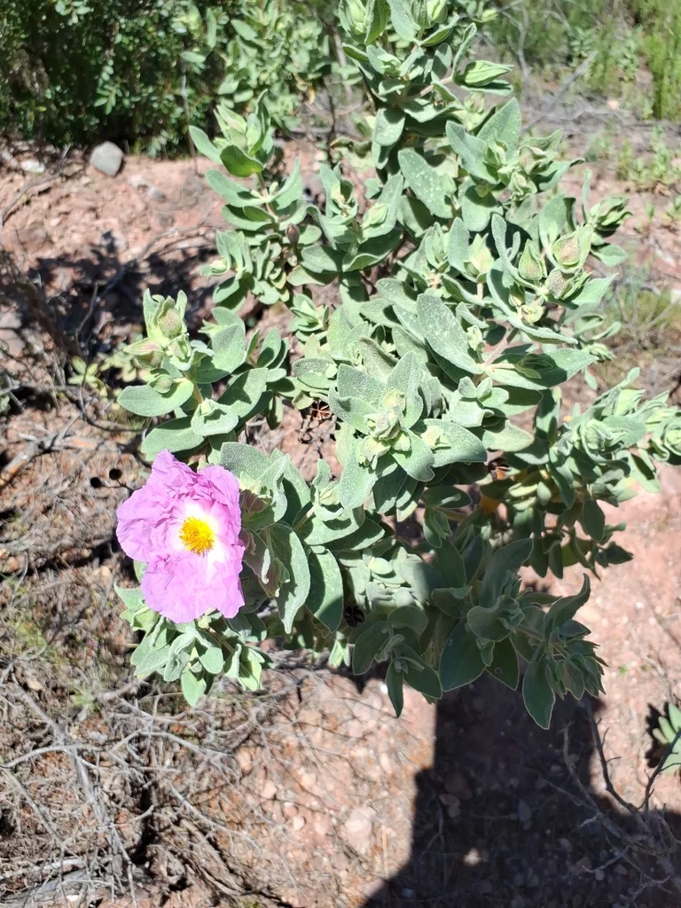 Cistus Albidus
