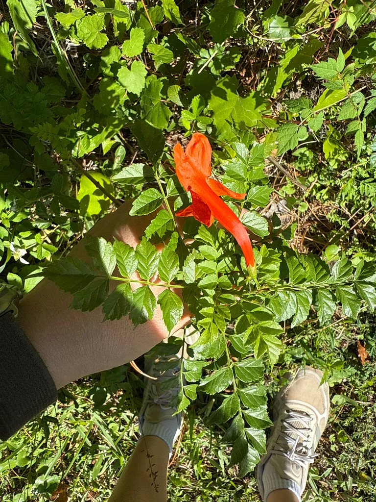 Tecoma Capensis