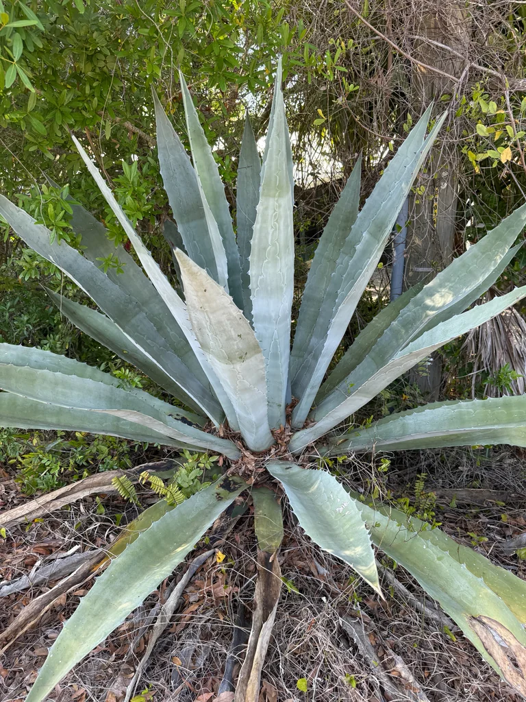 Agave Americana V. Marginata