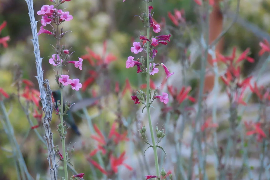 Penstemon Parryi