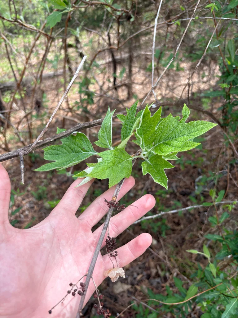 Hydrangea quercifolia