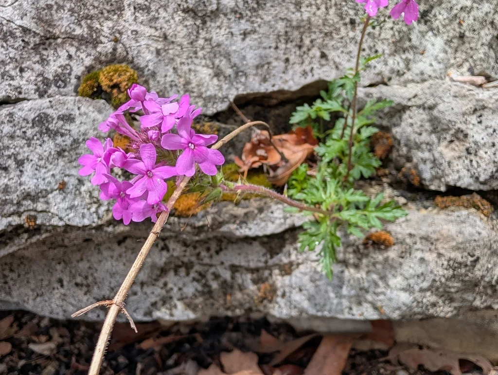 Verbena Canadensis