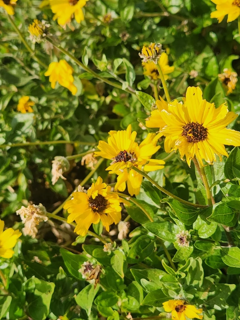 Encelia californica