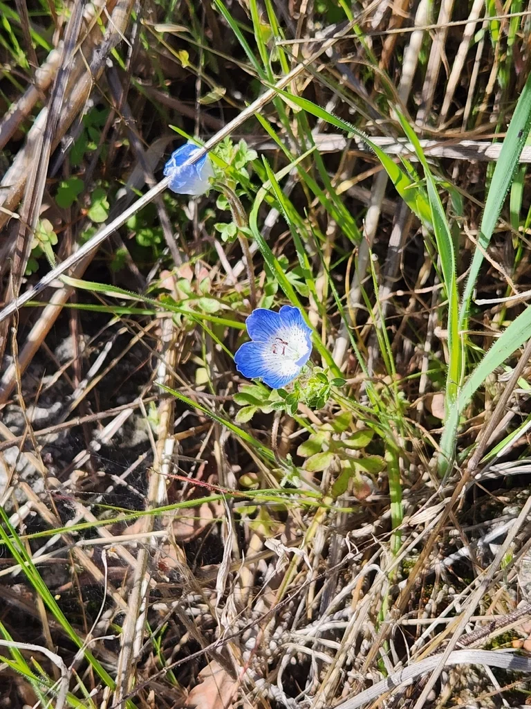 Nemophila Menziesii