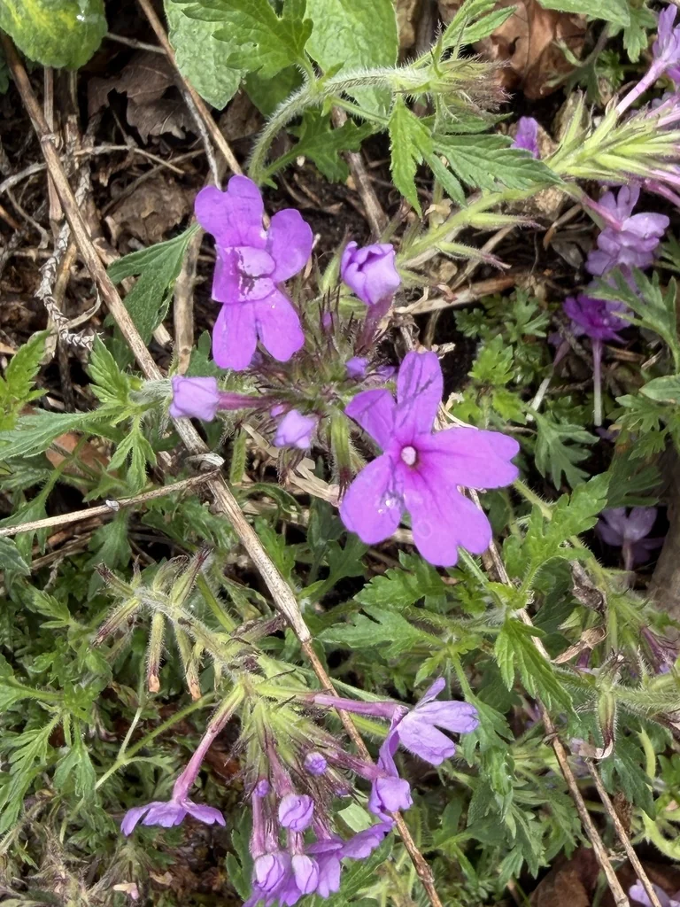 Verbena Canadensis
