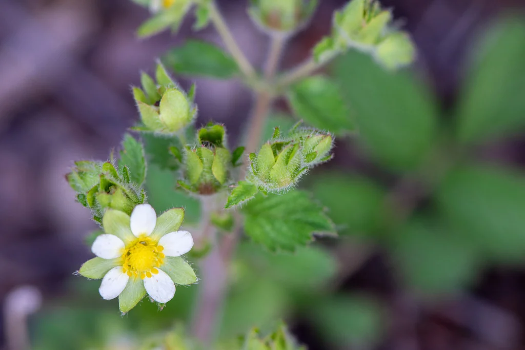 Potentilla Glandulosa