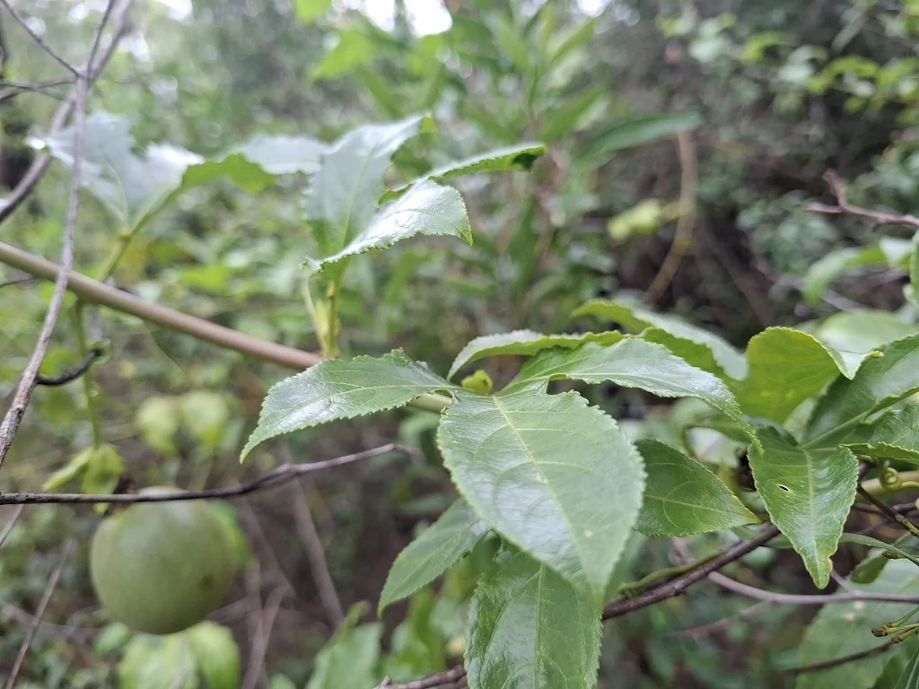 Passiflora Edulis