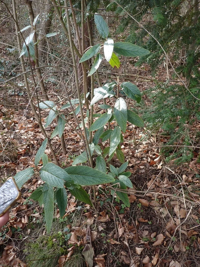Viburnum Rhytidophyllum