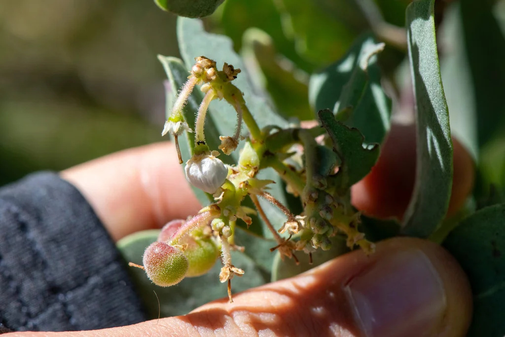 Arctostaphylos Glandulosa