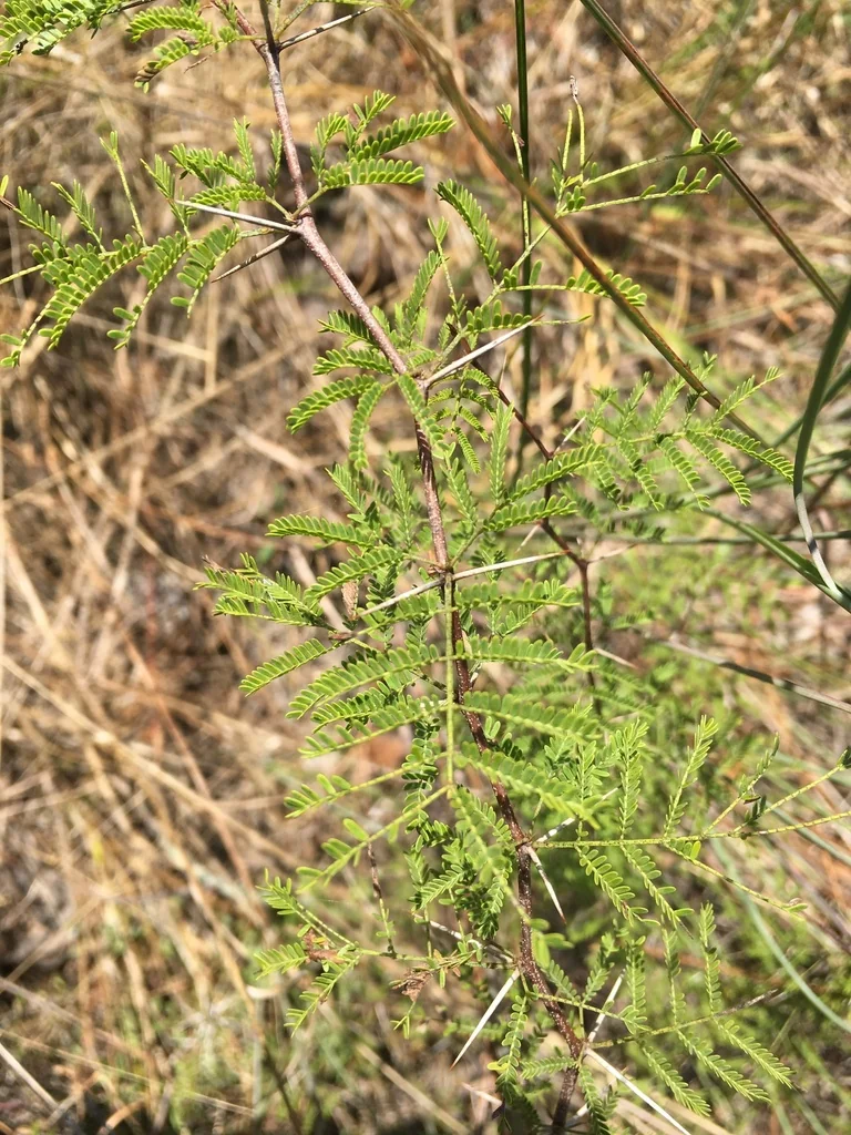 Acacia Farnesiana
