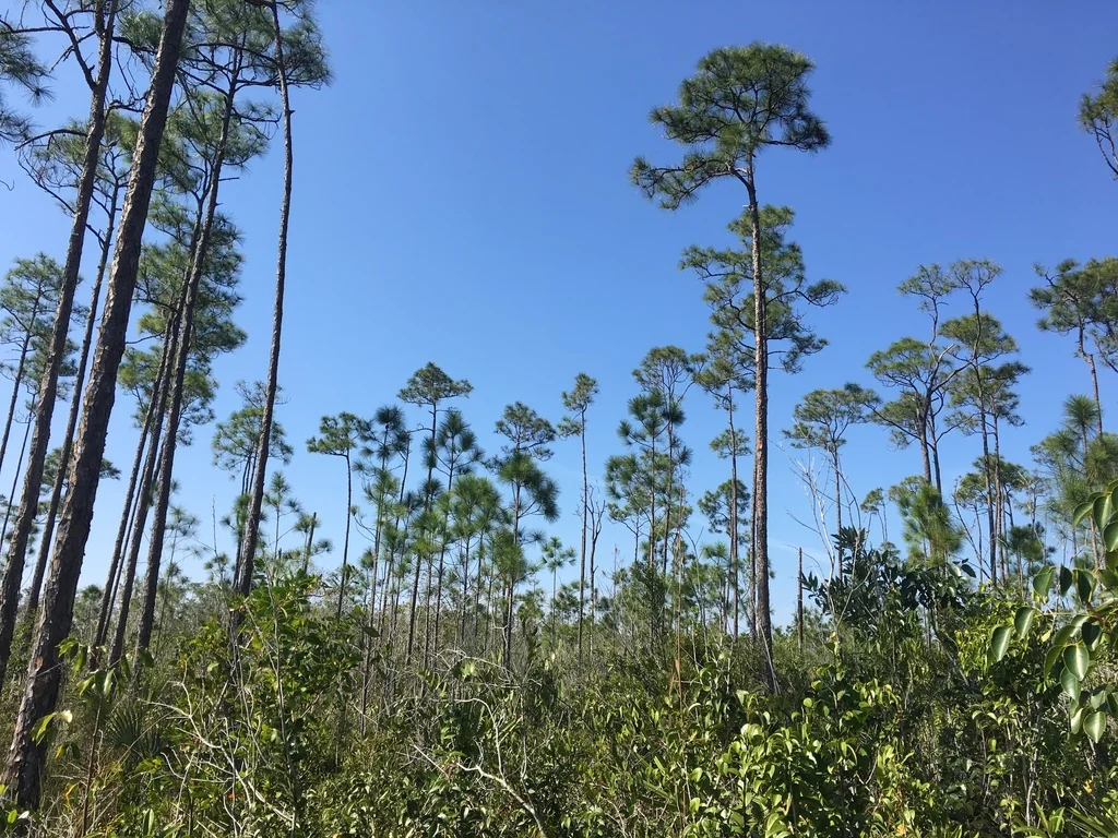 Pinus Elliotii