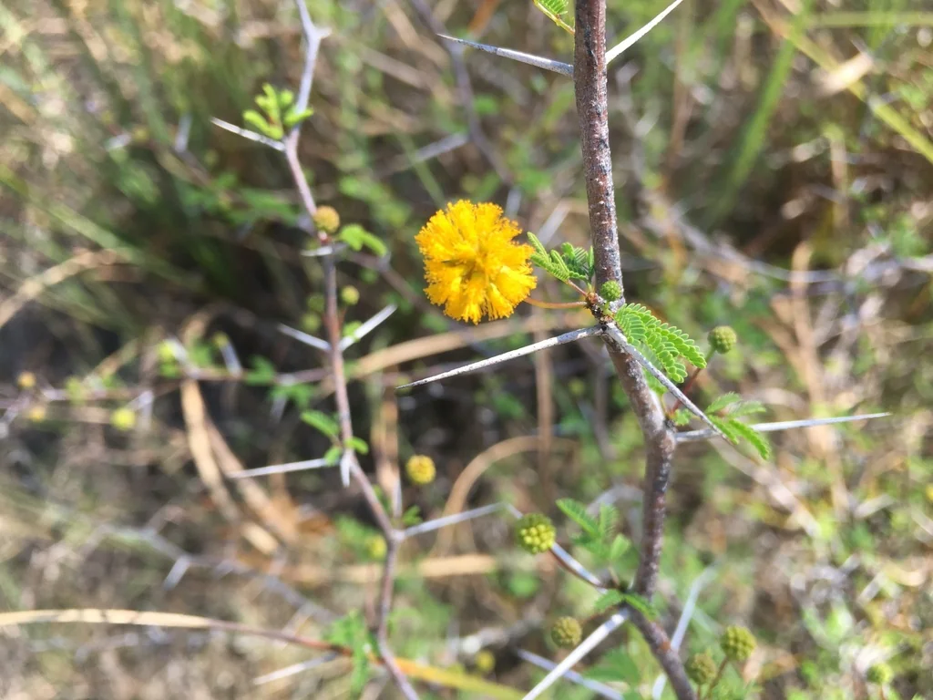 Acacia Farnesiana