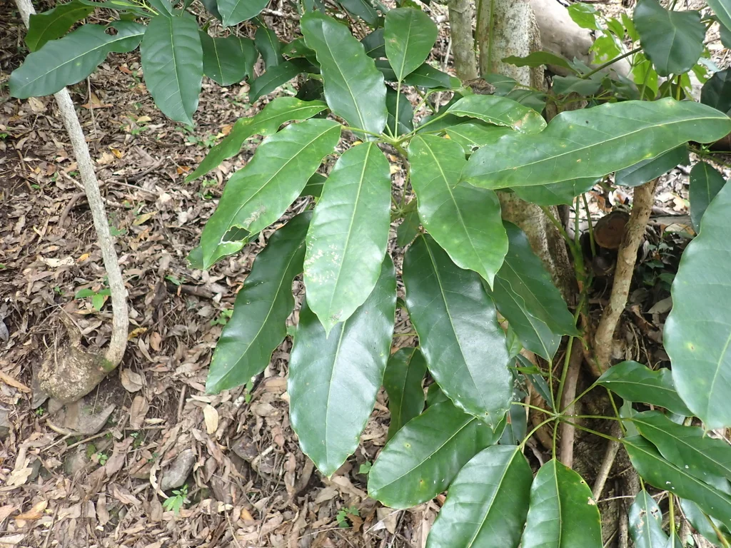 Schefflera Actinophylla