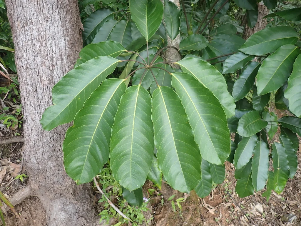Schefflera Actinophylla