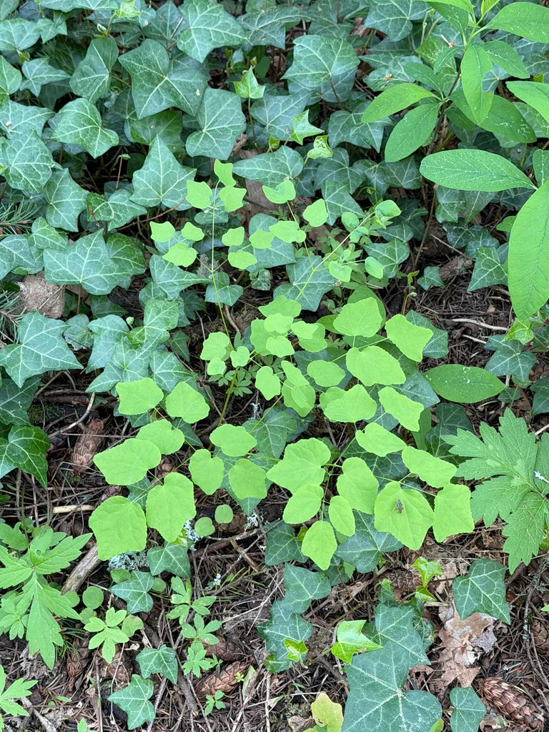 Vancouveria Hexandra