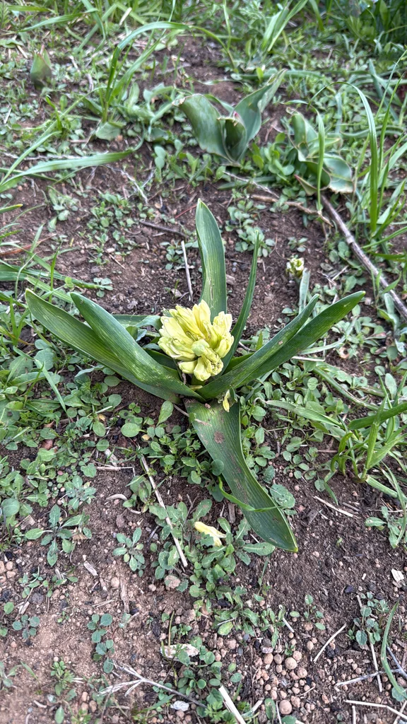 Hyacinthus Orientalis