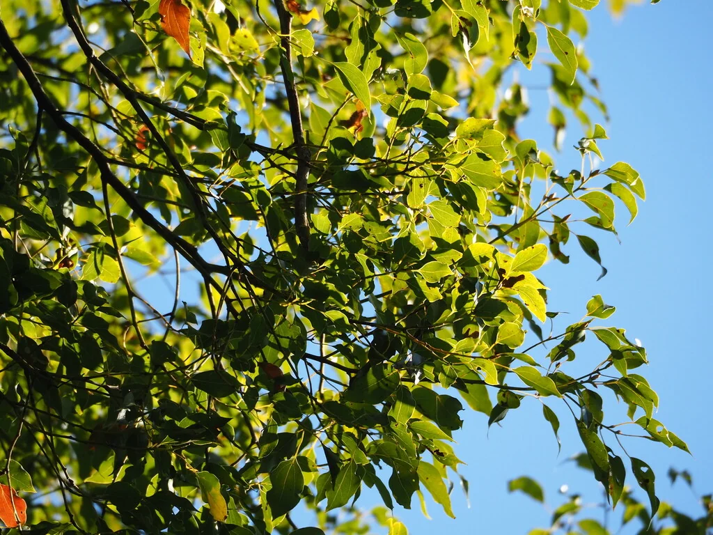 Cinnamomum Camphora
