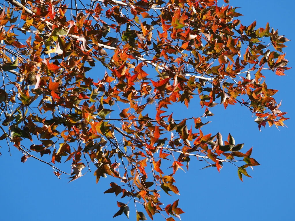 Liquidambar Formosana