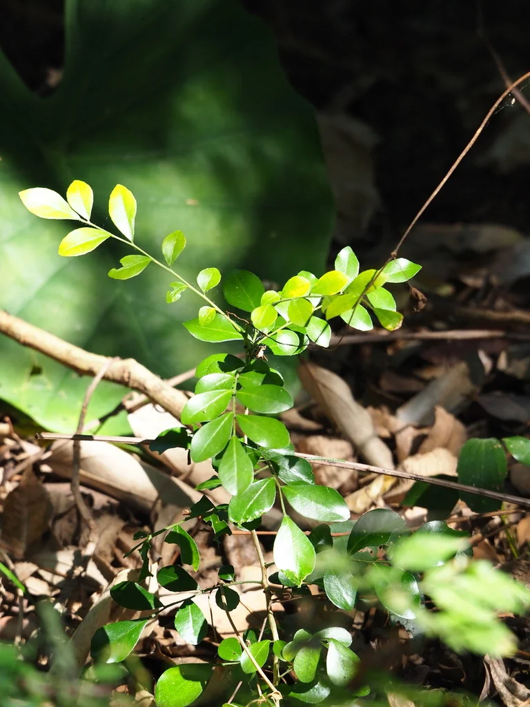 Murraya Paniculata