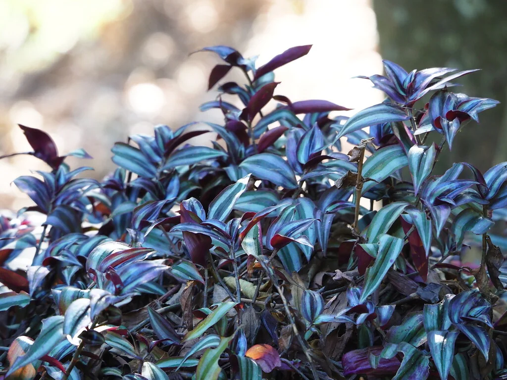 Tradescantia Zebrina