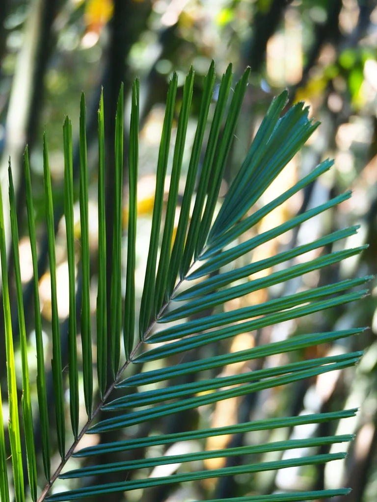 Arenga Engleri