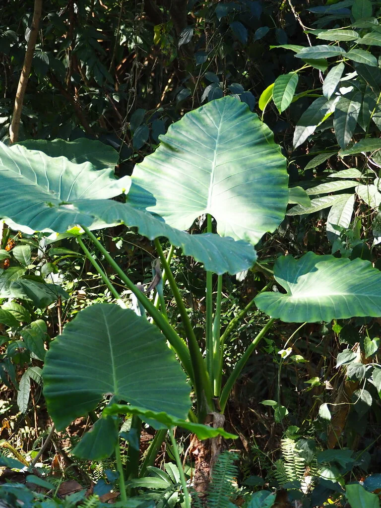 Alocasia amazonica