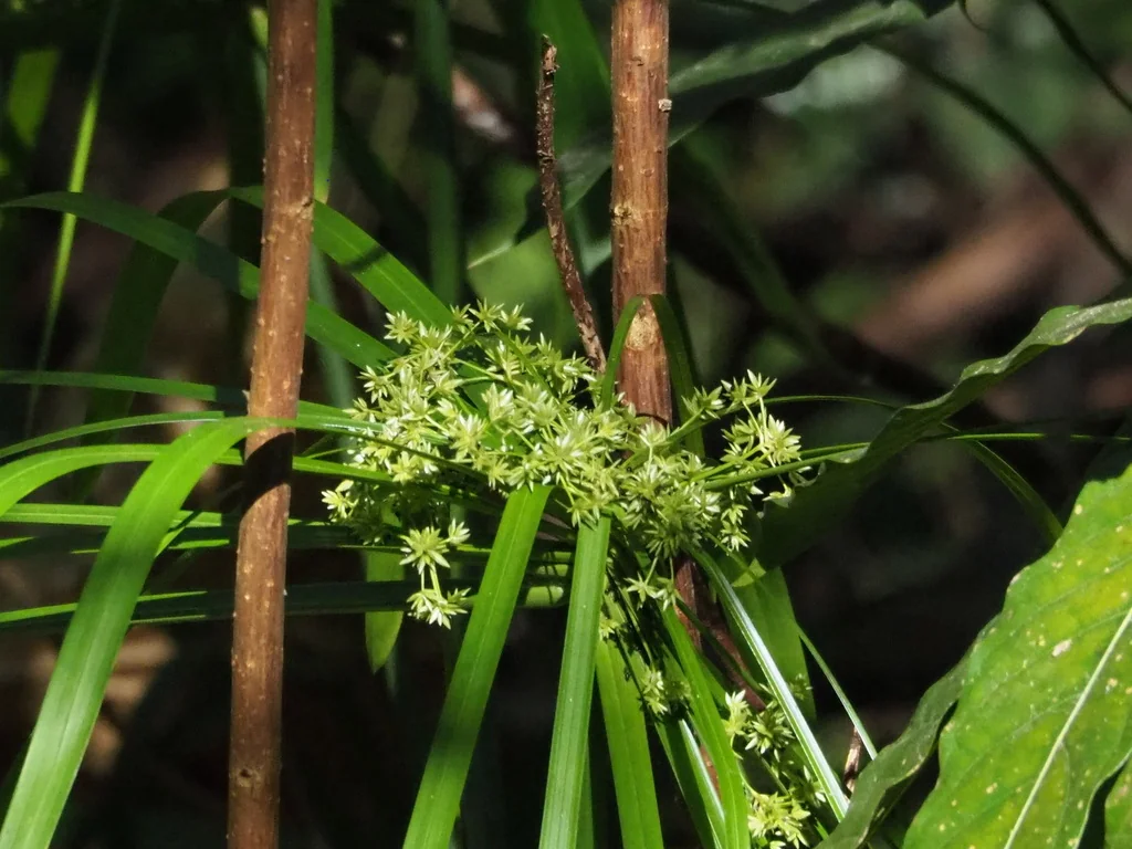 Cyperus involucratus
