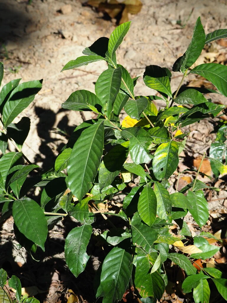 Gardenia Jasminoides