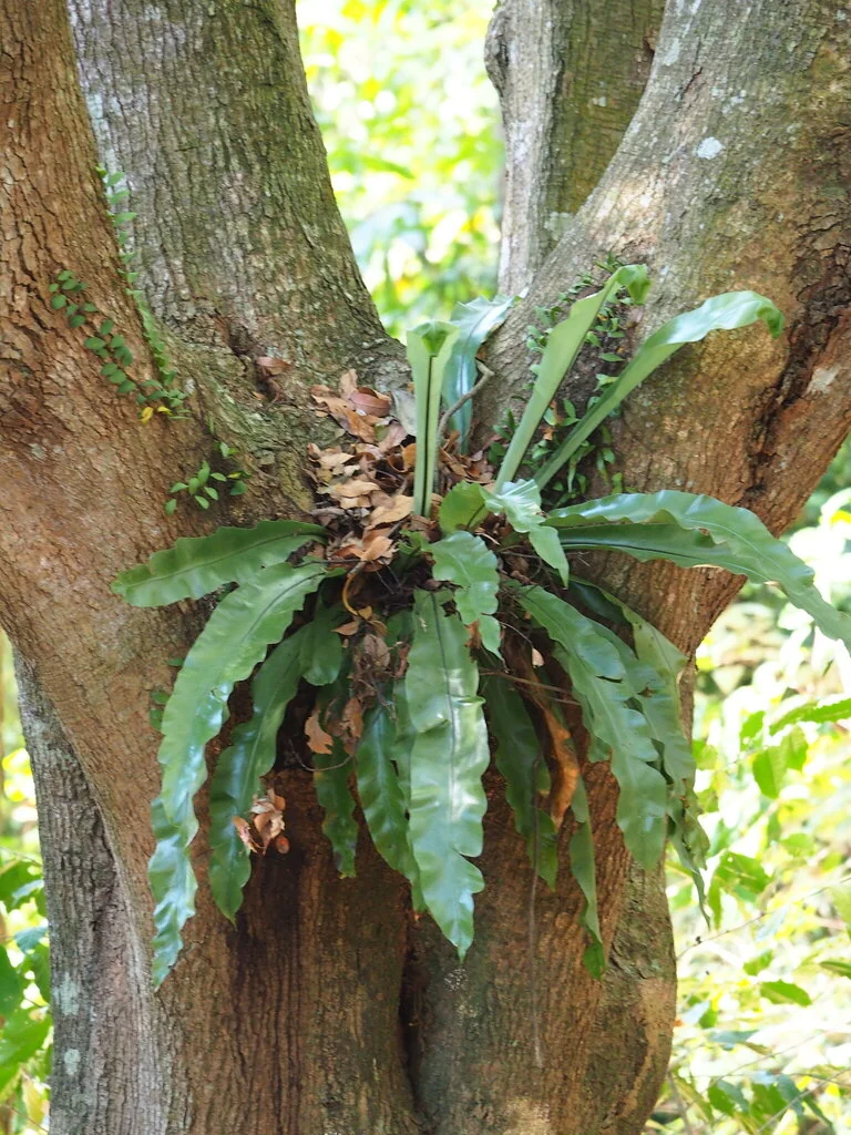 Asplenium Nidus