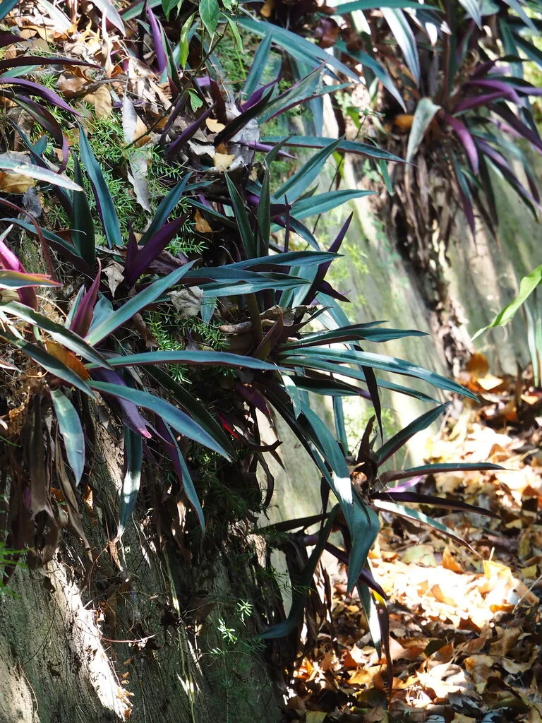Tradescantia Spathacea